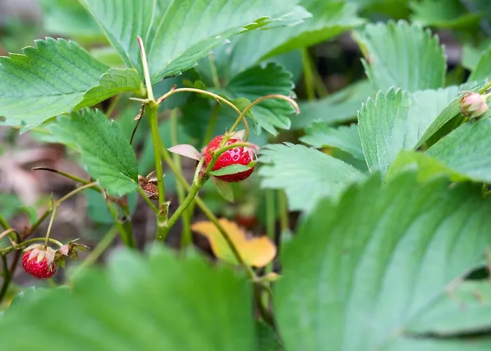 & Pristov ゴレンスカ地方